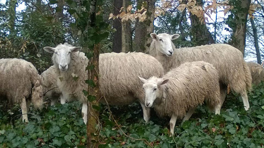 Sheep in the forest, eating ivy