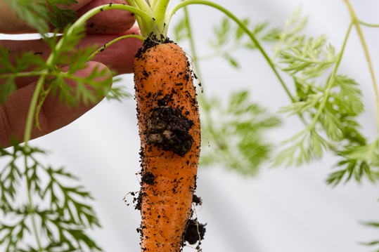 Carrot recently harvested, with dirt still clinging to it