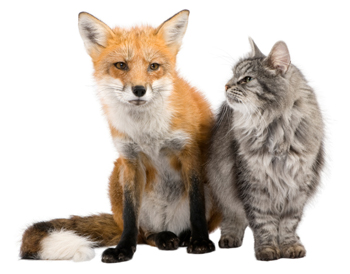 fox-and-cat_m.jpg